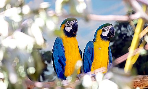 Zwei blau-gelbe Ara-Papageien sitzen nebeneinander auf einem Ast.