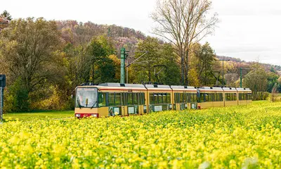 Eine Stadtbahn der Linie S31 fährt durchs Kraichtal. Im Vordergrund ist ein blühendes, gelbes Rapsfeld zu sehen, im Bildhintergrund bewaldete Hügel.