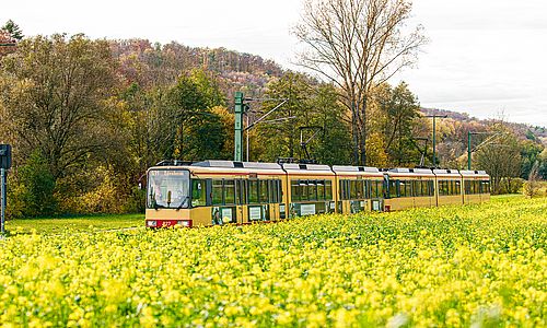 Eine Stadtbahn der Linie S31 fährt auf der Kraichtalbahn. Im Vordergrund ist ein gelbes Rapsfeld zu sehen, im Hintergrund bewaldete Hügel.